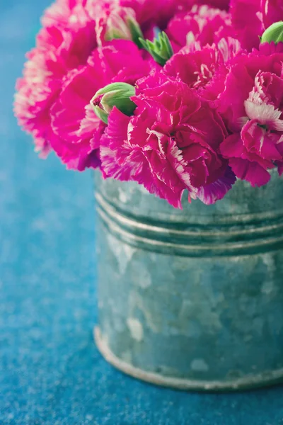 Fuchsia Nelkenblüten — Stockfoto