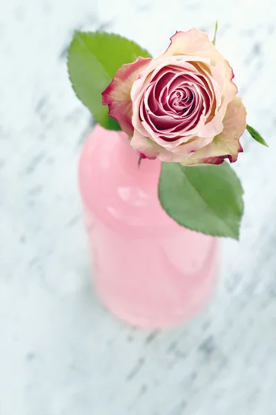 Pink rose in a glass bottle — Stock Photo, Image