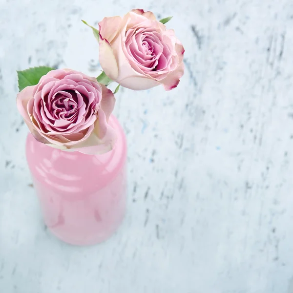 Twee roze rozen — Stockfoto