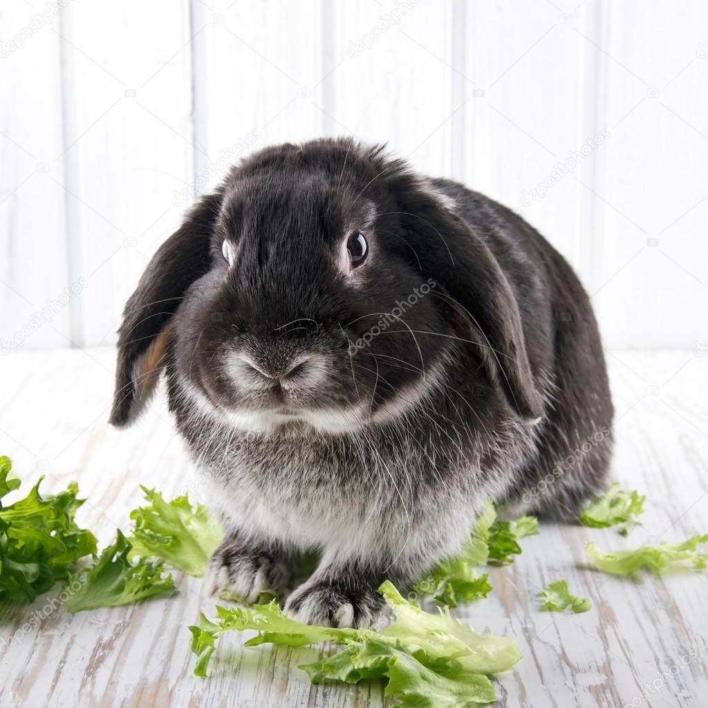 Cute soft black lop bunny rabbit