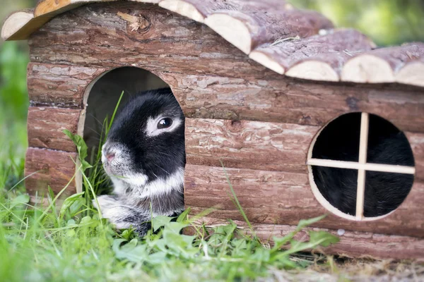 Lapin lapin couché sur l'herbe d'été — Photo