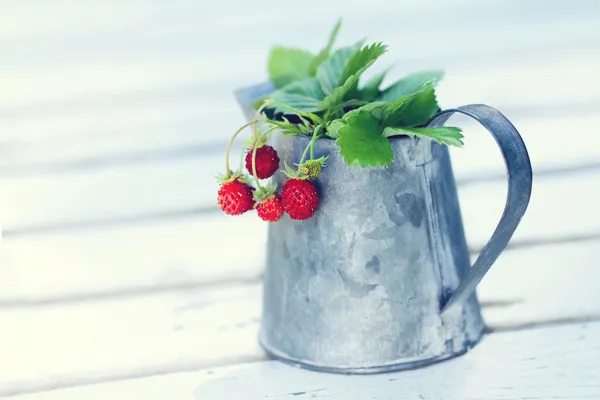 Red wild strawberries — Stock Photo, Image