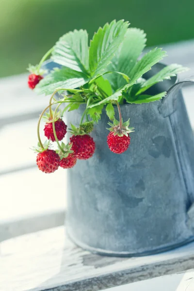 Small red wild strawberries — Stock Photo, Image