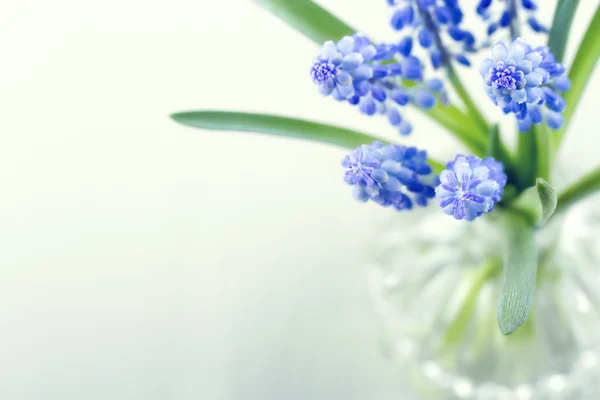 Blaue Traubenhyazinthe Frühlingsblumen — Stockfoto