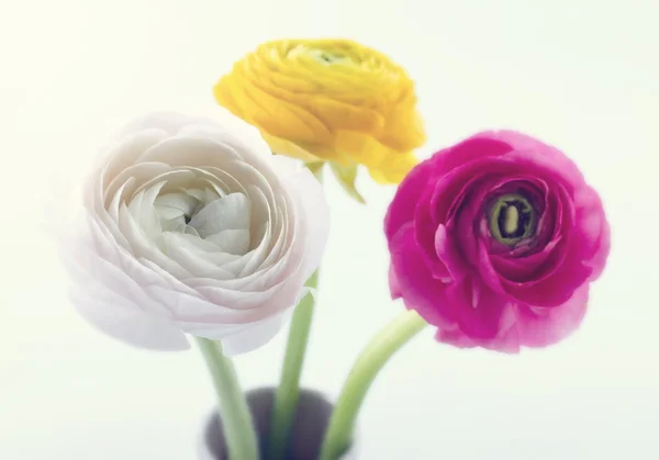 Ζωηρόχρωμα ranunculus flowers1 — Φωτογραφία Αρχείου