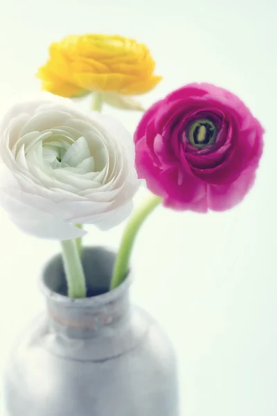 Fleurs de ranunculus colorées2 — Photo