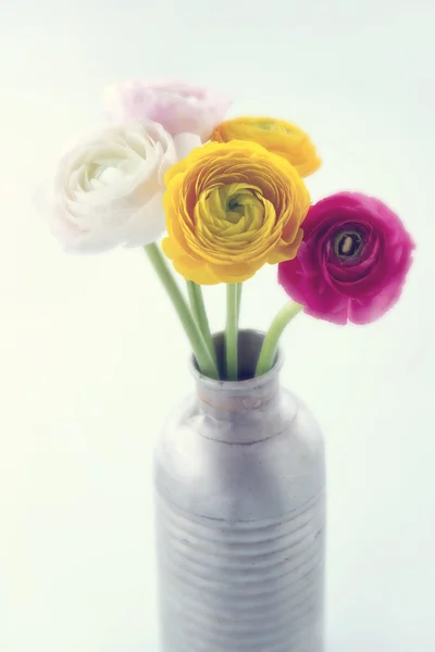 Colorful ranunculus flowers3 — Stock Photo, Image