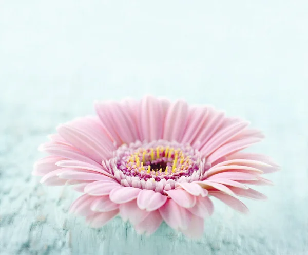 Pink daisy na světle modré dřevěné pozadí — Stock fotografie