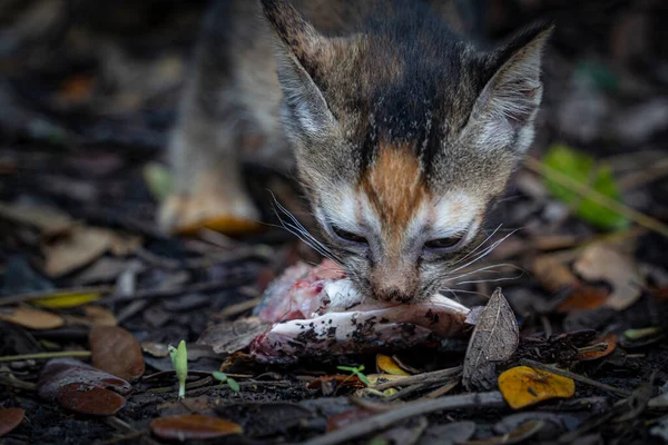 Kedi, balık başı, vahşi kedi..