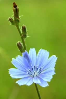 Cichorium intybus - yeşil arkaplanda mavi çiçek.
