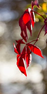 Kırmızı kalça çayı, kırmızı soyut arkaplan fotoğrafı ve sağlıklı beslenme..