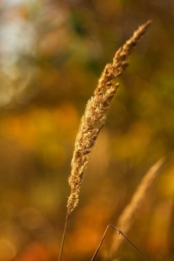 Sonbahar ya da ilkbahar akşam ışığında kuru çimenler.