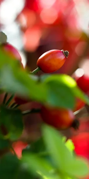 Chá Rosa Quadril Foto Para Fundo Abstrato Vermelho Com Nutrição — Fotografia de Stock
