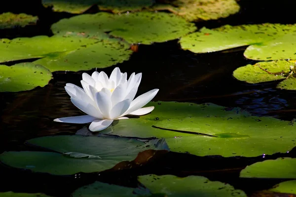 Beyaz su zambağı, sudaki nilüfer çiçeği.