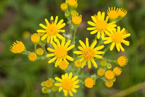 Flor Amarilla Para Fondo Verano — Foto de Stock