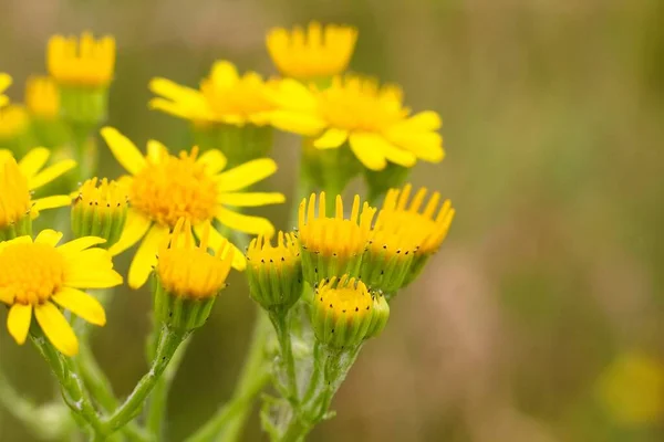 Žlutý Květ Letní Louce Pro Pozadí — Stock fotografie
