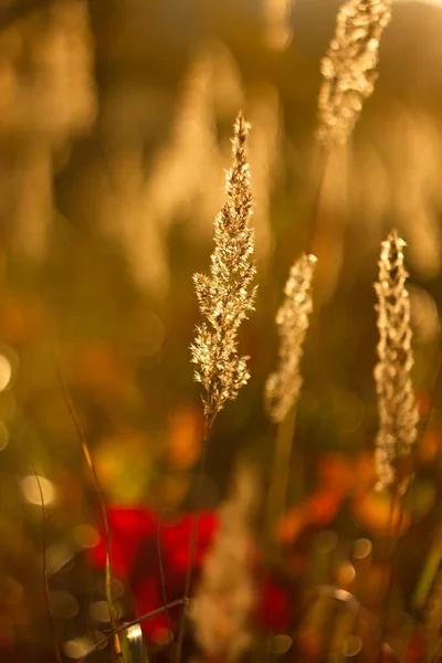 Herfst Lente Droog Gras Avond Licht — Stockfoto