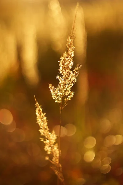 Jesienna Lub Wiosenna Trawa Wieczornym Świetle — Zdjęcie stockowe
