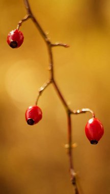 Kırmızı kalça çayı, kırmızı soyut arkaplan fotoğrafı ve sağlıklı beslenme..
