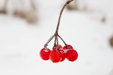 Viburnum opulus kırmızı böğürtlenli bir çalıdır.