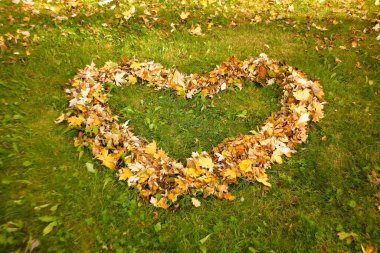 Ağaçta sonbahar yaprakları, renkli bir arka plan..