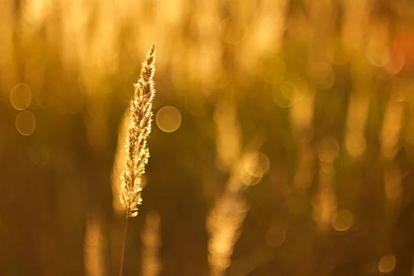 黄昏的阳光下 秋天或春天的干草 — 图库照片