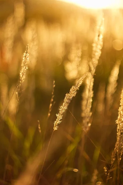 Herbst Oder Frühling Trockenes Gras Abendlicht — Stockfoto