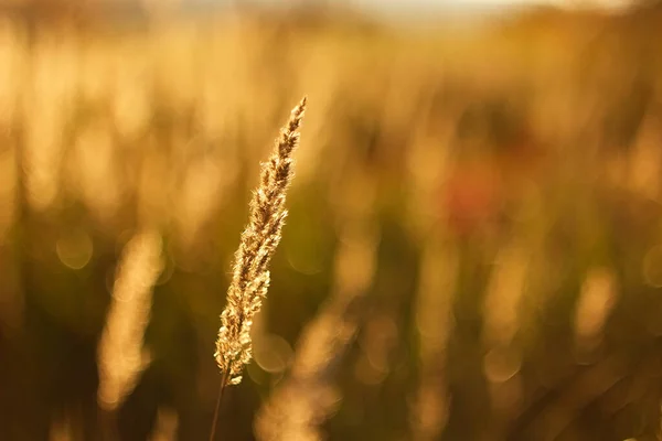 黄昏的阳光下 秋天或春天的干草 — 图库照片