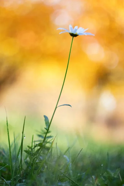 Biały Stokrotka Kwiat Zielonym Tle — Zdjęcie stockowe