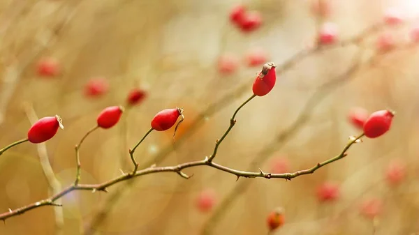 玫瑰臀茶 红色抽象背景照片 营养健康 — 图库照片