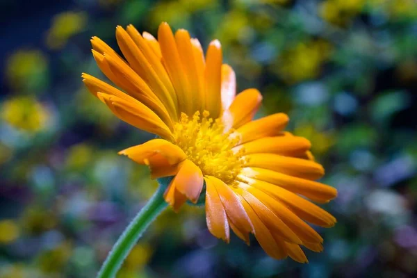 Marigold Calendula Officinalis Orange Herbaceous Plant Flower Color — Stock Photo, Image