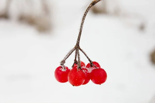 Viburnum Opulus Kırmızı Böğürtlenli Bir Çalıdır — Stok fotoğraf