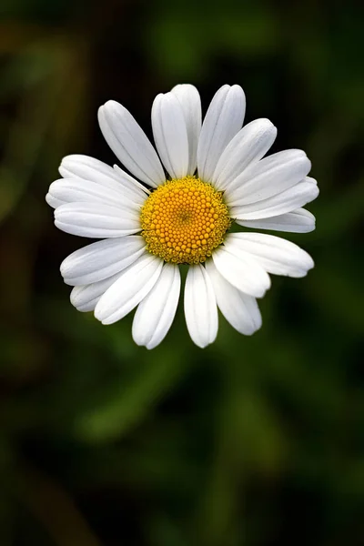 Flor Margarida Branca Fundo Verde — Fotografia de Stock