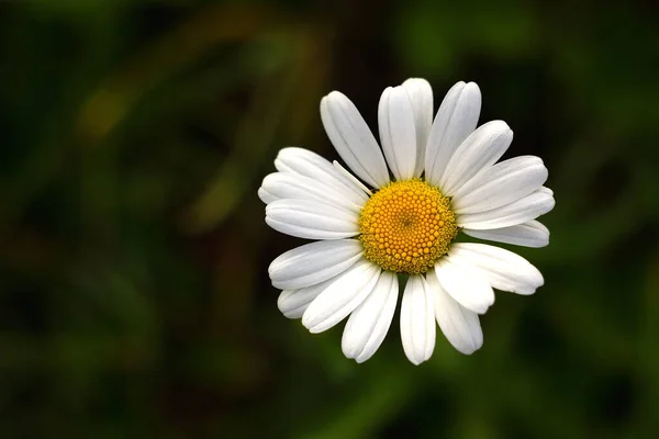 Белый Цветок Маргаритки Зеленом Фоне — стоковое фото