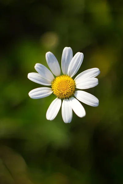 Fiore Margherita Bianco Sfondo Verde — Foto Stock
