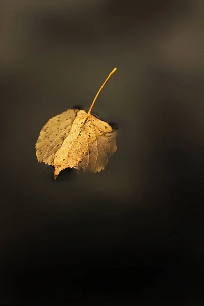 Kalkblad Hösten Flyter Vatten Höst Bakgrund — Stockfoto