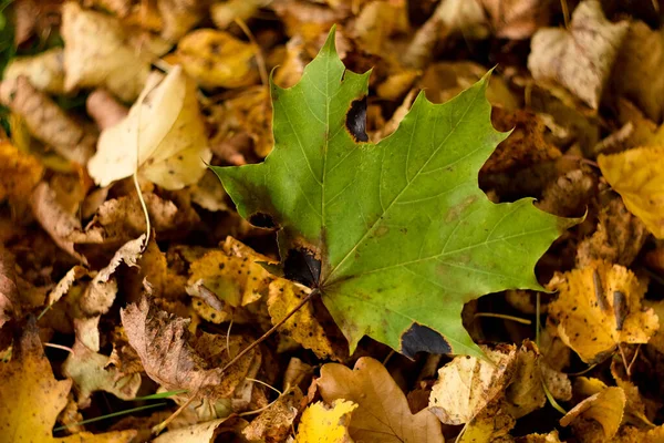 Herbst Blätter Auf Einem Baum Bunte Natur Hintergrund — Stockfoto