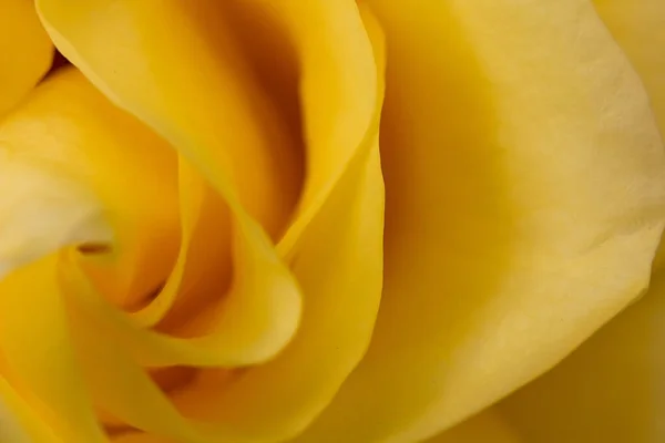 Барвиста Весняна Квітка Зеленому Фоні — стокове фото