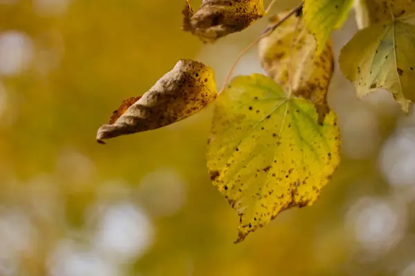 Herbst Blätter Auf Einem Baum Bunte Natur Hintergrund — Stockfoto
