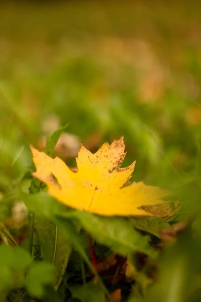 Herbst Blätter Auf Einem Baum Bunte Natur Hintergrund — Stockfoto