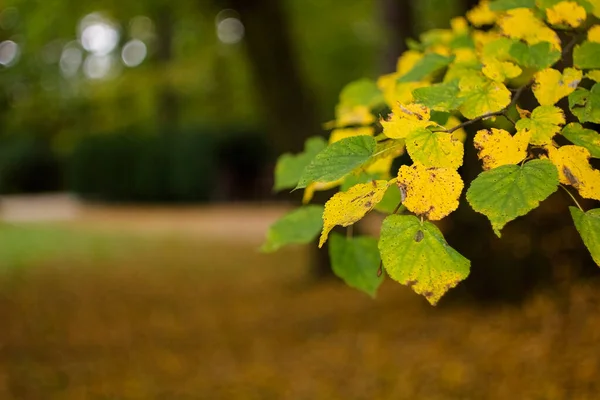 Hojas Otoño Sobre Árbol Fondo Colorido Naturaleza —  Fotos de Stock