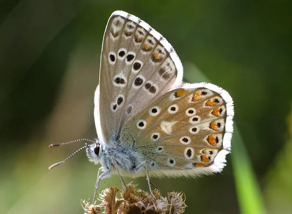 蝶の青い花の上に座って 自然を背景に ロイヤリティフリーのストック画像