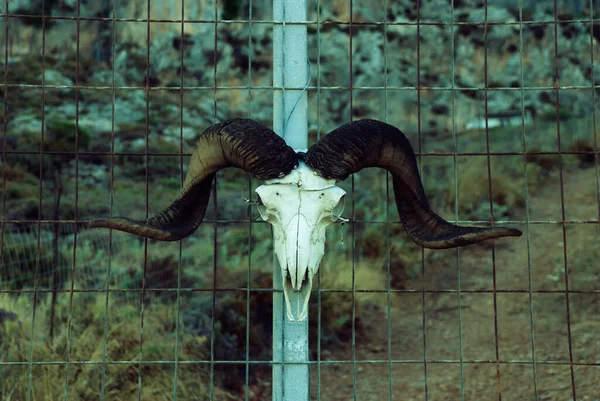 Cráneo Una Cabra Con Cuernos Grandes Colgando Una Valla Metálica —  Fotos de Stock