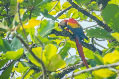 Corcovado Ulusal Parkı 'nda tropik bir badem ağacının dalında yemek yiyen bir papağan.