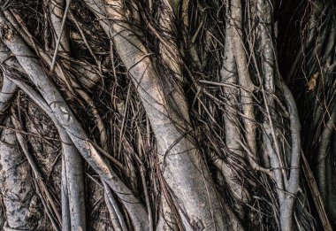 Tayland 'da kocaman bir incirin gövdesi. Kutsal bodhi ağacı. Arkaplan.