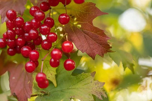 ripe autumn berries of red viburnum on a branch against the background of green leaves.