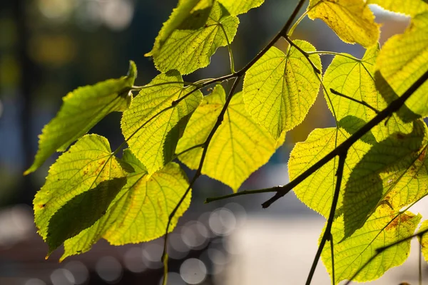 Höstgula blad av lindträd i solens strålar. Höstkoncept — Stockfoto