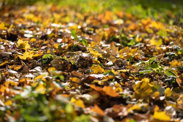 Concept de parc naturel d'automne. Feuilles jaunes tombées sur le sol. Contexte des feuilles sèches tombées. — Photo