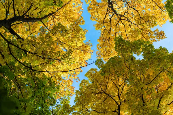 Árvores no parque com folhagem amarela de outono em tempo ensolarado. Vista inferior do céu e da coroa. — Fotografia de Stock