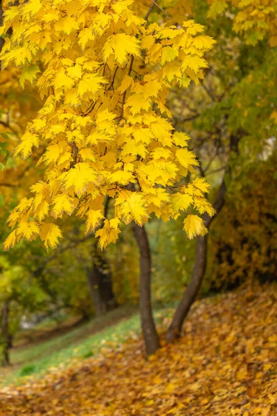Podzim rozhoduje o javoru v parku. Teplé slunečné počasí. parková plocha ve městě — Stock fotografie